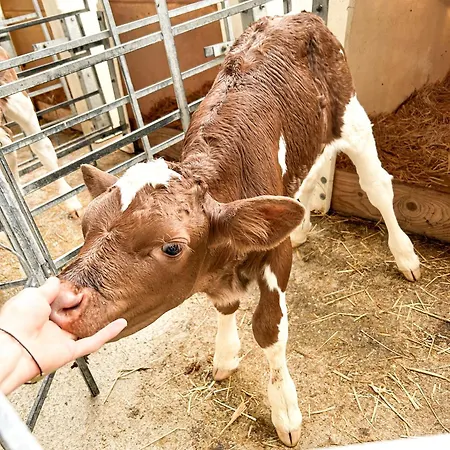 Im Ramsen - Familie Baier Apartmán *