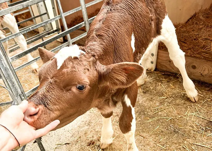 Im Ramsen - Familie Baier アパート *