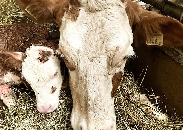 Im Ramsen - Familie Baier *